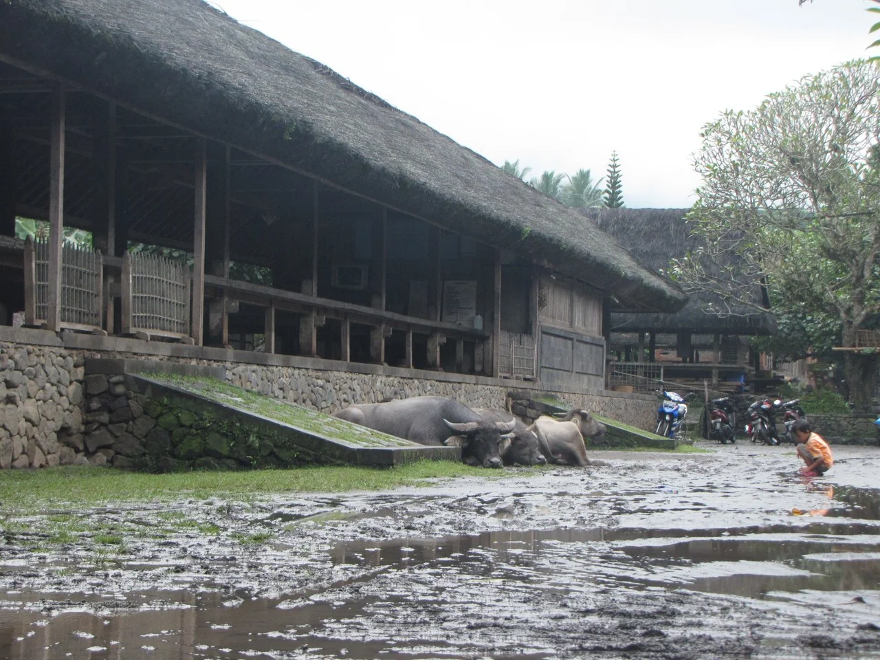 en:Tenganan