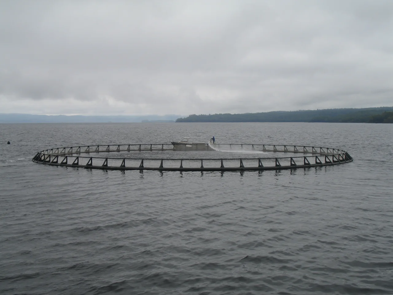 Fishing in Macquarie Harbour (Tasmania, Australia).