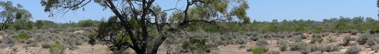 Black Box, Eucalyptus largiflorens, habit. Kinchega National Park, NSW, Australia, November 2014.
