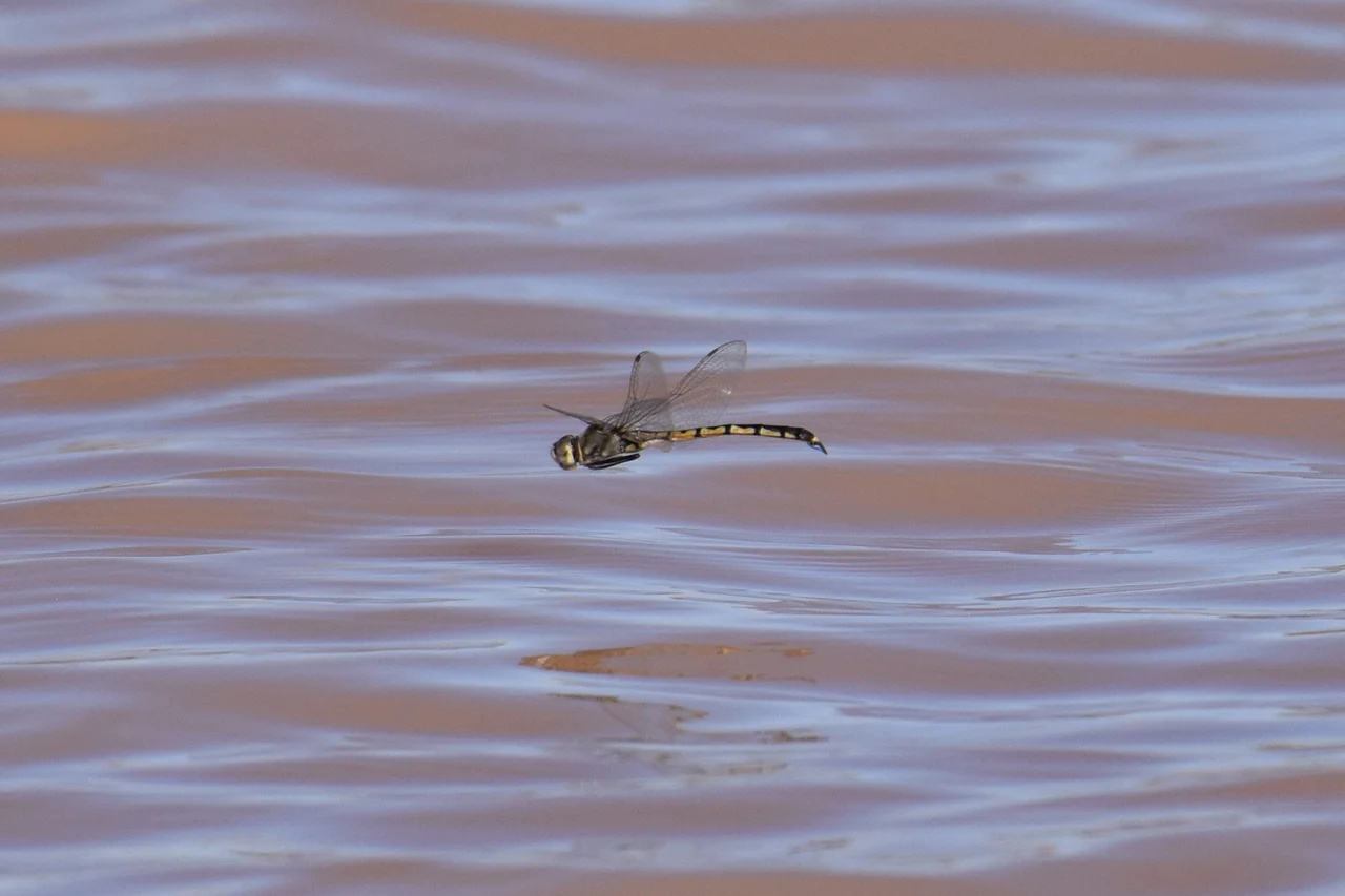 Hemicordulia tau from Lake Pinaroo, NSW, Australia