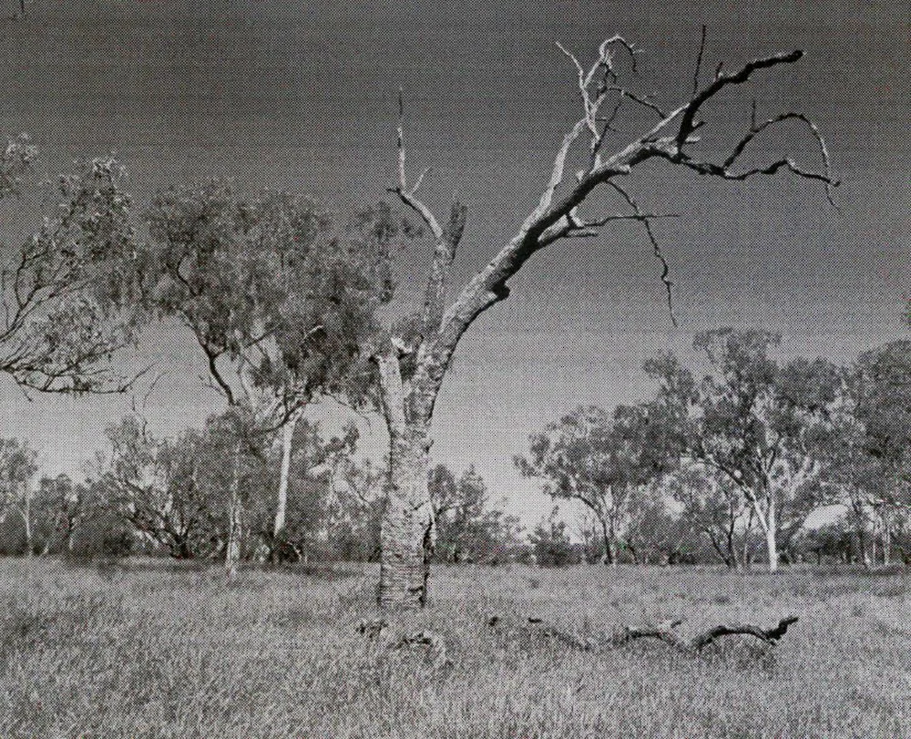 Moonah Creek 'Hanging Tree' (2003)