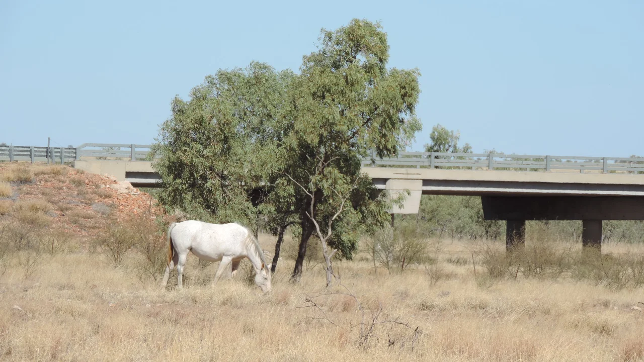 Tree of Knowledge, Camooweal, 2019