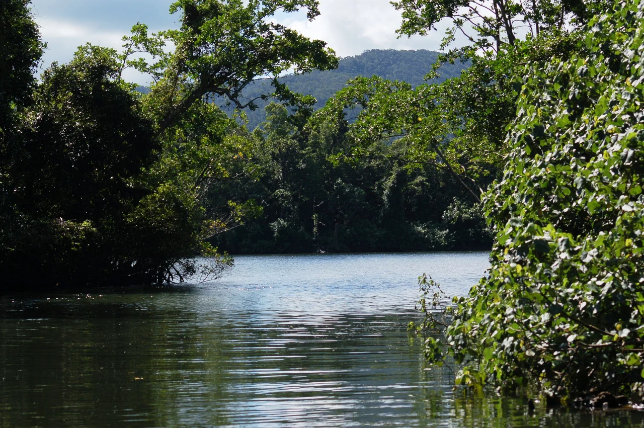 Daintree River, Queensland, Australia. In the foreground is a small tributary river to the Daintree. In the middle is the confluent between the tributary and the main river. In the background is the Daintree. Direction is looking north. The picture was taken approximately 4km west of the vehicle ferry.