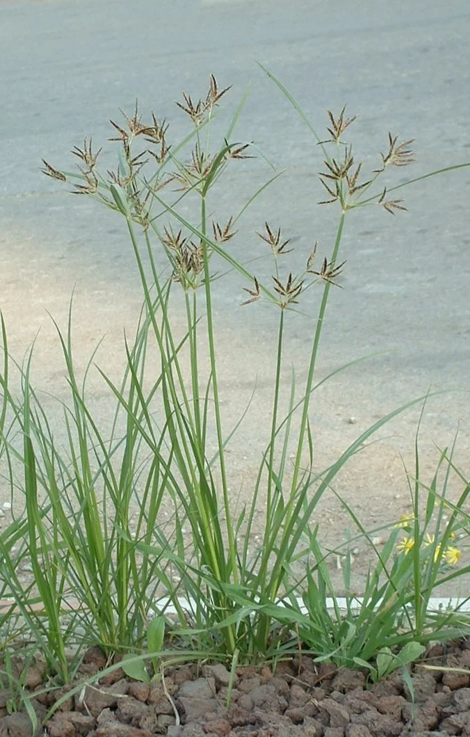 Nutgrass - Cyperus rotundus. Considered a pest plant.

Photographed by myself with Fuji FinePix 2650, on Dec. 9, 2005.