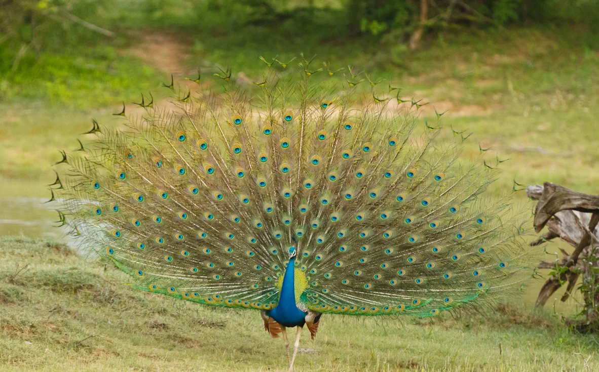 Pavo cristatus male displaying, Yala National Park, Sri Lanka