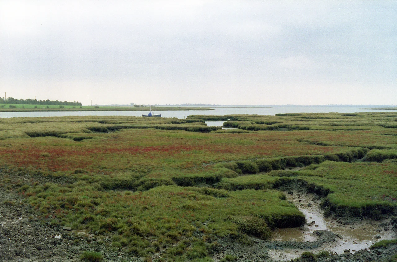 Plains where the Battle of Maldon was fought in 991, England
