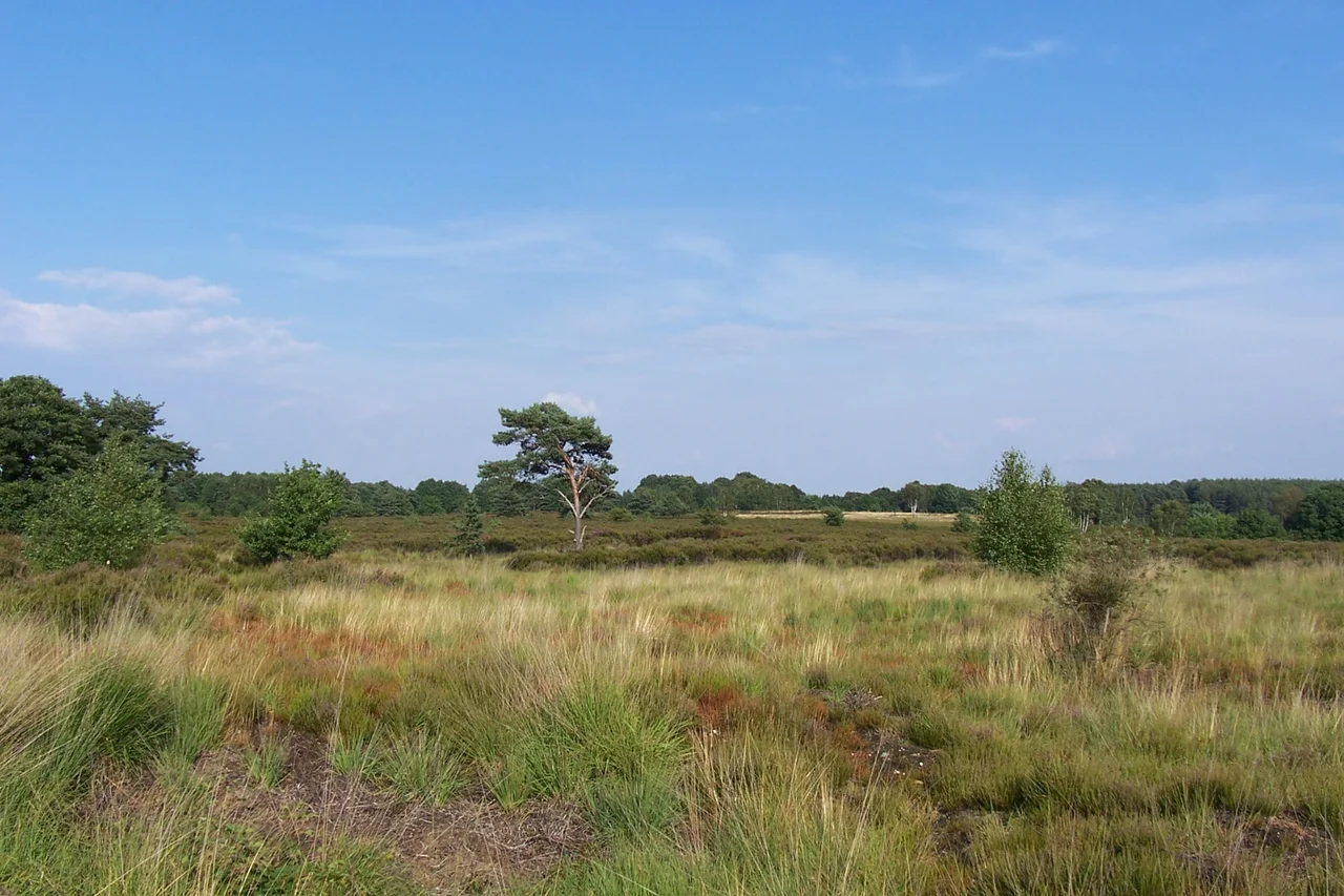 Typisch Kempens landschap op de Mechelse Hei (Maasmechelen).