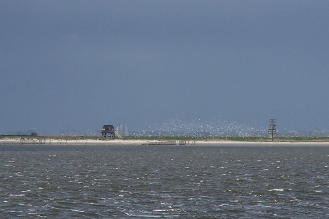 Griend zwerm vogels 20050508 7244.jpg