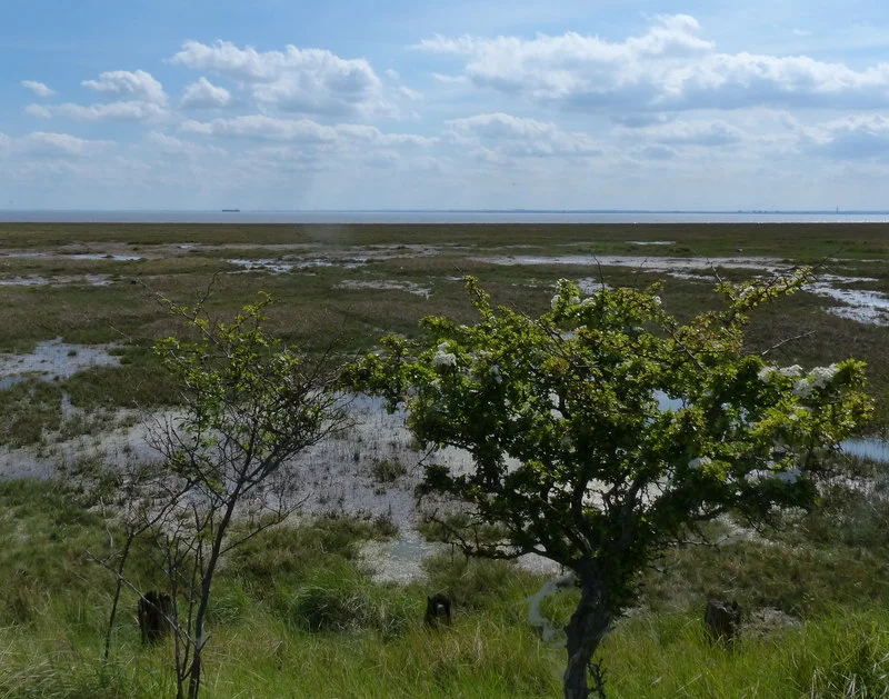 Welwick Saltmarsh Nature Reserve, Welwick, East Riding of Yorkshire, England.Welwick Saltmarsh is the most extensive area of saltmarsh on the north bank of the River Humber.
Humber Estuary
The Humber is a large tidal estuary on the east coast of Northern England. It is formed at Trent Falls, Faxfleet, by the confluence of the tidal rivers Ouse and Trent. From here to the North Sea, it forms part of the boundary between the East Riding of Yorkshire on the north bank and North Lincolnshire and North East Lincolnshire on the south bank. Although the Humber is an estuary from the point at which it is formed, many maps show it as the River Humber.
Below Trent Falls, the Humber passes the confluence of the River Ancholme on the south shore; between North Ferriby and South Ferriby and under the Humber Bridge; between Barton-upon-Humber on the south bank and Kingston upon Hull on the north bank (where the River Hull joins), then meets the North Sea between Cleethorpes on the Lincolnshire side and the long and thin (but rapidly changing) headland of Spurn Head to the north.
Ports on the Humber include Kingston upon Hull (better known as simply Hull), Grimsby, Immingham, New Holland and Killingholme. The estuary is navigable here for the largest of deep-sea vessels.