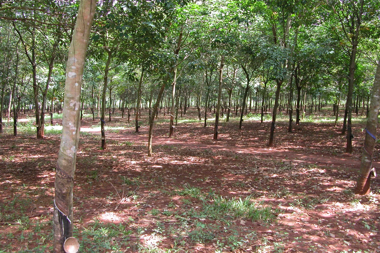 This is a view of the rubber plantation where the Battle of Long Tan took place. This is the view from the Memorial Cross looking north east. The photo was taken in November 2005.