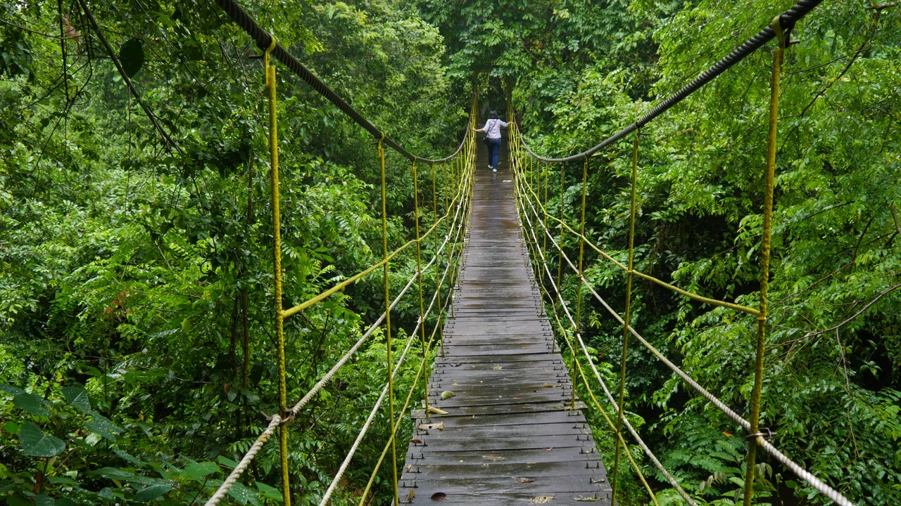 Sangkima Jungle Park is a tourist destination in Kutai National Park. There is a hanging bridge as attractive photography spot in this park.