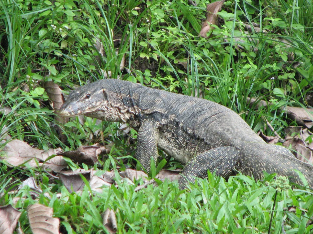Varanus salvator — Water Monitor; about 1.5m long.
In the Danum Valley Conservation Area on Borneo.