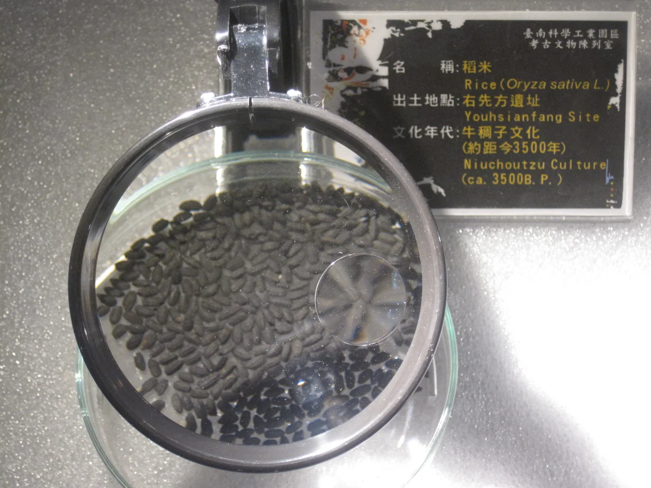 右先方遺址的稻米(攝於南科考古文物陳列室)